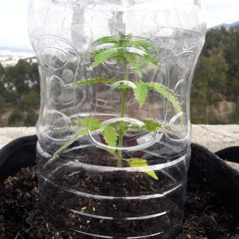 Chalupas CBD growlog photo: Hoy se realizó la medición de la altura de la planta, también se colocó 150 ml de fertilizante casero. El desarrollo vegetativo continua sin ningún inconveniente.