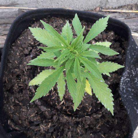Chalupas CBD growlog photo: Hoy se realizó la medición de la altura de la planta, también se colocó 150 ml de fertilizante casero. El desarrollo vegetativo continua sin ningún inconveniente.