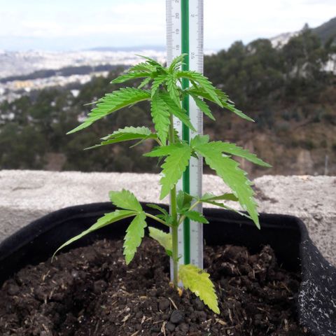 Chalupas CBD growlog photo: Hoy se realizó la medición de la altura de la planta, también se colocó 150 ml de fertilizante casero. El desarrollo vegetativo continua sin ningún inconveniente.