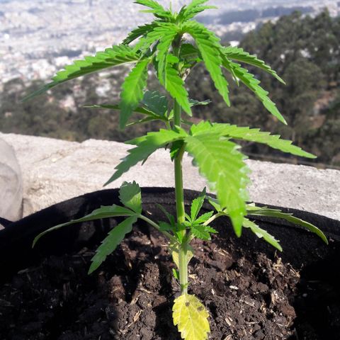 Chalupas CBD growlog photo: Hoyse realizó la medición de la altura de la planta y se colocó 150 ml d3de fertilizante casero. También se realizó una inspección de sanidad. No se encontró ningún síntoma anormal de deficiencias nutricionales ni presencia de patógenos. Después de la inspección se volvió a colocar la campana húmeda.