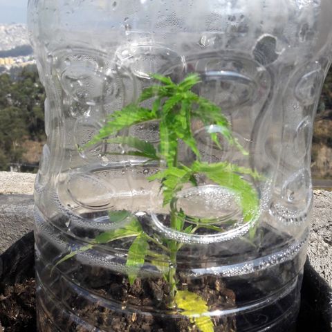 Chalupas CBD growlog photo: Hoyse realizó la medición de la altura de la planta y se colocó 150 ml d3de fertilizante casero. También se realizó una inspección de sanidad. No se encontró ningún síntoma anormal de deficiencias nutricionales ni presencia de patógenos. Después de la inspección se volvió a colocar la campana húmeda.