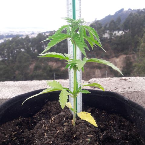 Chalupas CBD growlog photo: Hoy se realizó la medición de la altura de la planta. El desarrollo vegetativo continua sin ningún inconveniente. Después de la inspección se volvió a colocar la campana húmeda.