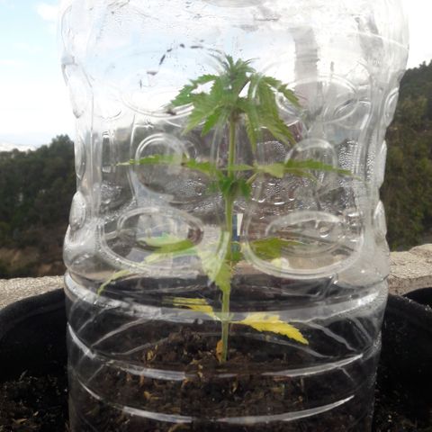 Chalupas CBD growlog photo: Hoy se realizó la medición de la altura de la planta. El desarrollo vegetativo continua sin ningún inconveniente. Después de la inspección se volvió a colocar la campana húmeda.
