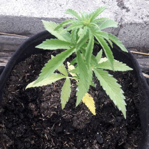 Chalupas CBD growlog photo: Hoy se realizó la medición de la altura de la planta. El desarrollo vegetativo continua sin ningún inconveniente. Después de la inspección se volvió a colocar la campana húmeda.