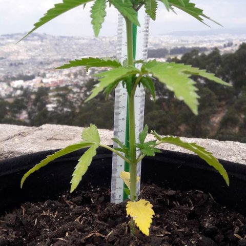 Chalupas CBD growlog photo: Hoy se realizó la medición de la  altura de la planta. Se agregó 150 ml de fertilizante casero. Se observa deficiencias nutricionales de N. Después de la inspección se volvió a colocar la campana húmeda.