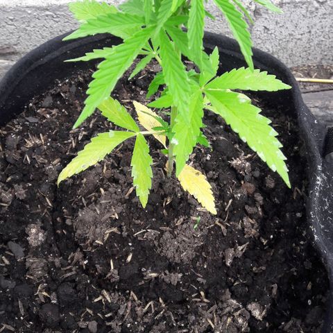 Chalupas CBD growlog photo: Hoy se realizó la medición de la  altura de la planta. Se agregó 150 ml de fertilizante casero. Se observa deficiencias nutricionales de N. Después de la inspección se volvió a colocar la campana húmeda.