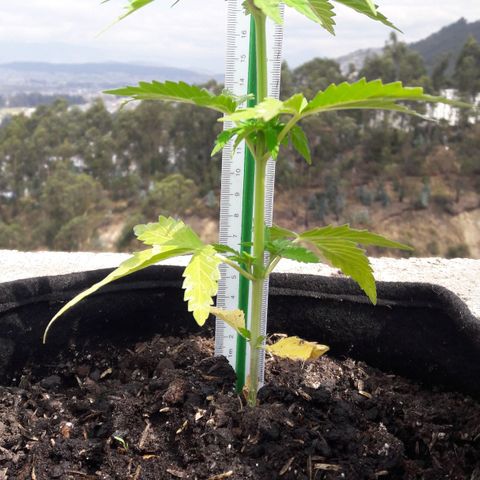 Chalupas CBD growlog photo: Hoy se realizó la medición de altura de la planta. Se determinó la deficiencia de N, por lo tanto, se está regando la planta todos los días con 150 ml de fertilizante casero. Después de la inspección se volvió a colocar la campana húmeda.