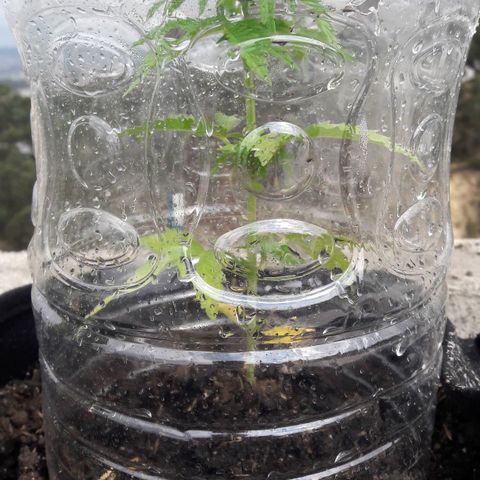 Chalupas CBD growlog photo: Hoy se realizó la medición de altura de la planta. Se determinó la deficiencia de N, por lo tanto, se está regando la planta todos los días con 150 ml de fertilizante casero. Después de la inspección se volvió a colocar la campana húmeda.