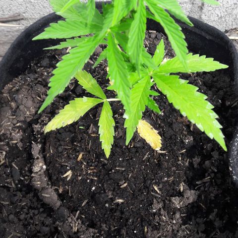 Chalupas CBD growlog photo: Hoy se realizó la medición de altura de la planta. Se determinó la deficiencia de N, por lo tanto, se está regando la planta todos los días con 150 ml de fertilizante casero. Después de la inspección se volvió a colocar la campana húmeda.