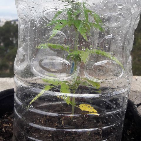 Chalupas CBD growlog photo: Hoy se realizó la medición de la altura de la planta. También se inspeccionó la sanidad de la planta. No se encontró ningún patógeno. Después de la inspección se volvió a colocar la campana húmeda.