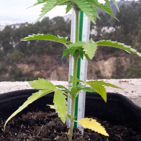 Chalupas CBD growlog photo: Hoy se realizó la medición de la altura de la planta. También se inspeccionó la sanidad de la planta. No se encontró ningún patógeno. Después de la inspección se volvió a colocar la campana húmeda.