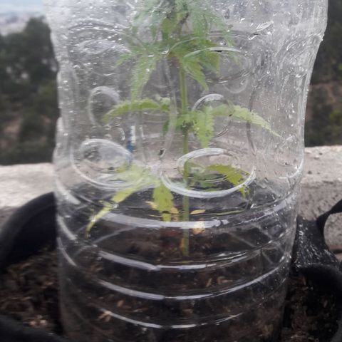 Chalupas CBD growlog photo: Hoy se realizó la medición de la altura de la planta. También se rego la planta con fertilizante casero. No se encontró ningún patógeno.