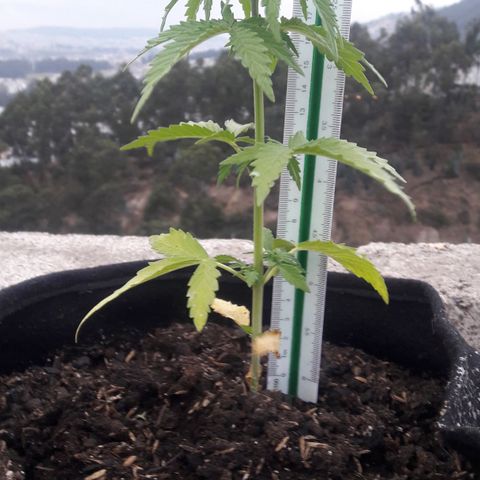 Chalupas CBD growlog photo: Hoy se realizó la medición de la altura de la planta. También se rego la planta con fertilizante casero. No se encontró ningún patógeno.