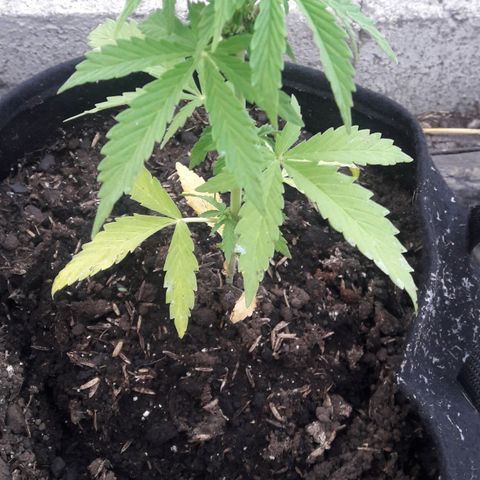 Chalupas CBD growlog photo: Hoy se realizó la medición de la altura de la planta. También se rego la planta con fertilizante casero. No se encontró ningún patógeno.