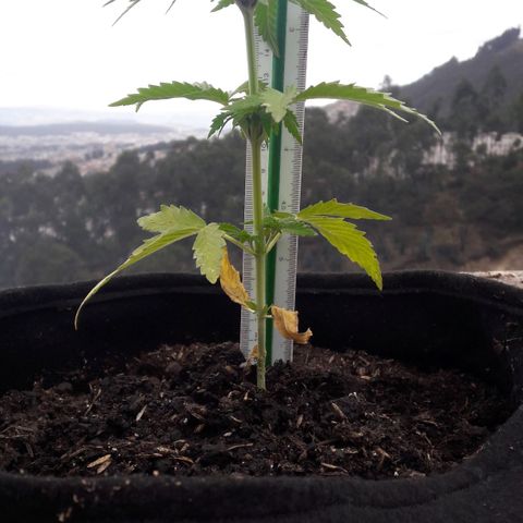 Chalupas CBD growlog photo: Hoy se realizó la medición de la altura de la planta y se rego 150 ml de fertilizante casero. También se realizó una inspección de sanidad. Después de la inspección se volvió a colocar la campana húmeda.