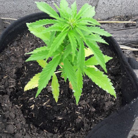 Chalupas CBD growlog photo: Hoy se realizó la medición de la altura de la planta y se rego 150 ml de fertilizante casero. También se realizó una inspección de sanidad. Después de la inspección se volvió a colocar la campana húmeda.