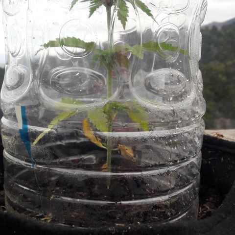 Chalupas CBD growlog photo: Hoy se realizó la medición de la altura de la planta y se rego 150 ml de fertilizante casero. También se realizó una inspección de sanidad. Después de la inspección se volvió a colocar la campana húmeda.