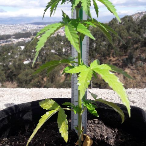 Chalupas CBD growlog photo: Hoy se realizó la medición de altura de la planta. También se rego la planta con fertilizante casero. Después se volvió a colocar la campana húmeda.