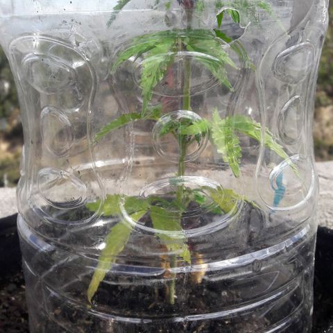 Chalupas CBD growlog photo: Hoy se realizó la medición de altura de la planta. También se rego la planta con fertilizante casero. Después se volvió a colocar la campana húmeda.