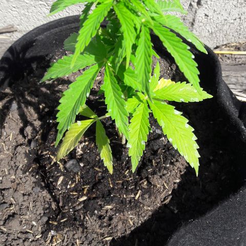 Chalupas CBD growlog photo: Hoy se realizó la medición de altura de la planta. También se rego la planta con fertilizante casero. Después se volvió a colocar la campana húmeda.