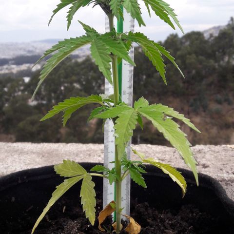 Chalupas CBD growlog photo: Hoy se realizó la medición de la altura de la planta. También se rego la planta con fertilizante casero. Después de la inspección se volvió a colocar la campana húmeda.