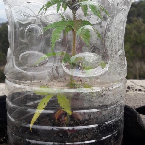 Chalupas CBD growlog photo: Hoy se realizó la medición de la altura de la planta. También se rego la planta con fertilizante casero. Después de la inspección se volvió a colocar la campana húmeda.