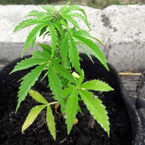 Chalupas CBD growlog photo: Hoy se realizó la medición de la altura de la planta. También se rego la planta con fertilizante casero. Después de la inspección se volvió a colocar la campana húmeda.