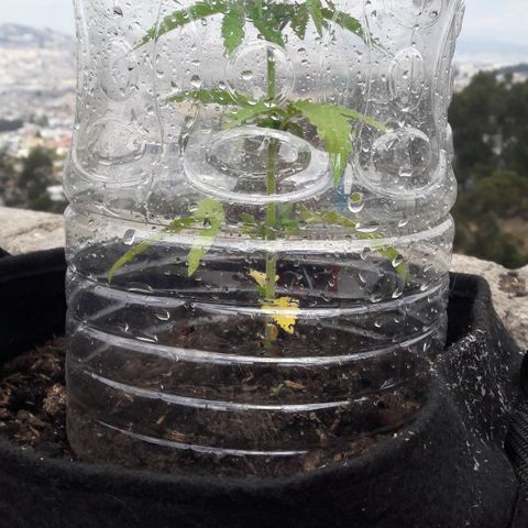 Chalupas CBD growlog photo: Hoy se realizó la medición de la altura de la planta y se realizó una inspección de sanidad. Después de la inspección se volvió a colocar la campana húmeda.