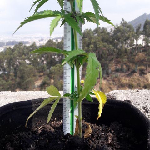Chalupas CBD growlog photo: Hoy se realizó la medición de la altura de la planta. También se rego la planta con fertilizante casero y se realizó una inspección de sanidad. Después de la inspección se volvió a colocar la campana húmeda.