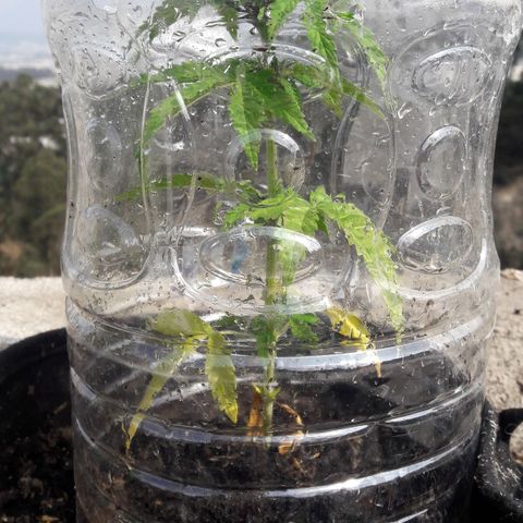 Chalupas CBD growlog photo: Hoy se realizó la medición de la altura de la planta. También se rego la planta con fertilizante casero y se realizó una inspección de sanidad. Después de la inspección se volvió a colocar la campana húmeda.