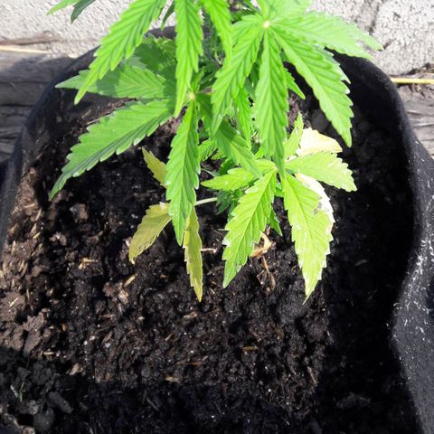 Chalupas CBD growlog photo: Hoy se realizó la medición de la altura de la planta. Se ha detectado una decoloracion de las hojas basales, debido a la deficiencia de nitrógeno. Por lo tanto, se está agregando 250 ml de fertilizante casero. Después de la inspección se volvió a colocar la campana húmeda.