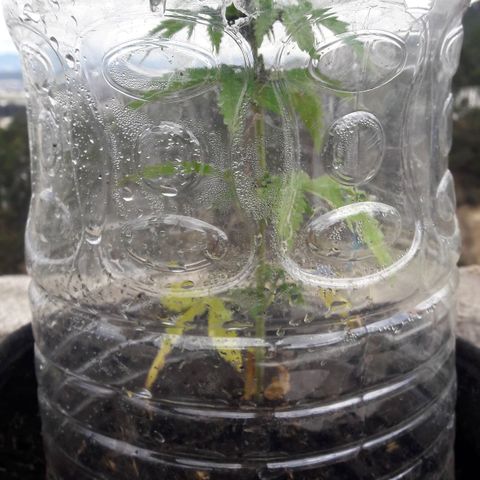 Chalupas CBD growlog photo: Hoy se realizó la medición de la altura de la planta. Se ha detectado una decoloracion de las hojas basales, debido a la deficiencia de nitrógeno. Por lo tanto, se está agregando 250 ml de fertilizante casero. Después de la inspección se volvió a colocar la campana húmeda.