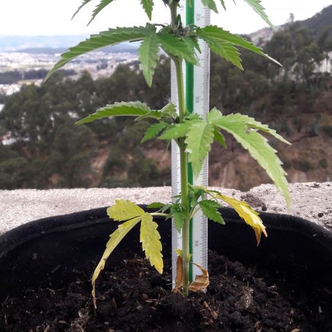 Chalupas CBD growlog photo: Hoy se realizó la medición de la altura de la planta. Se ha detectado una decoloracion de las hojas basales, debido a la deficiencia de nitrógeno. Por lo tanto, se está agregando 250 ml de fertilizante casero. Después de la inspección se volvió a colocar la campana húmeda.