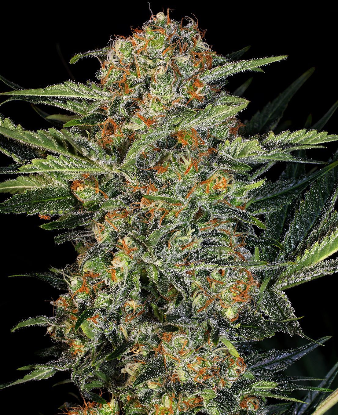 Northern Lights Barney's Prolo growlog header