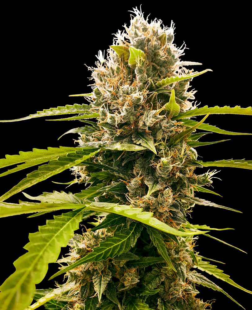 Mandarin Punch SS Prolo growlog header