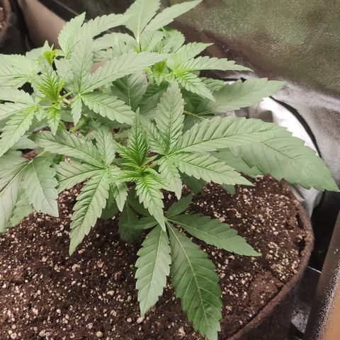 Mandarin Punch SS Prolo growlog timeline photo