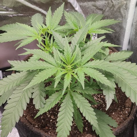 Sugar black rose Prolo growlog timeline photo