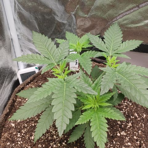 Critical Kush RQS Prolo growlog timeline photo