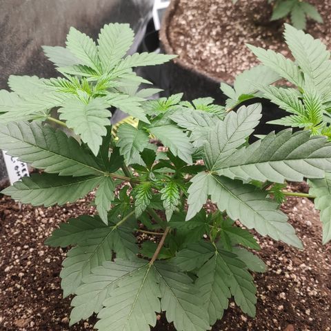 Northern Lights Barney's Prolo growlog timeline photo