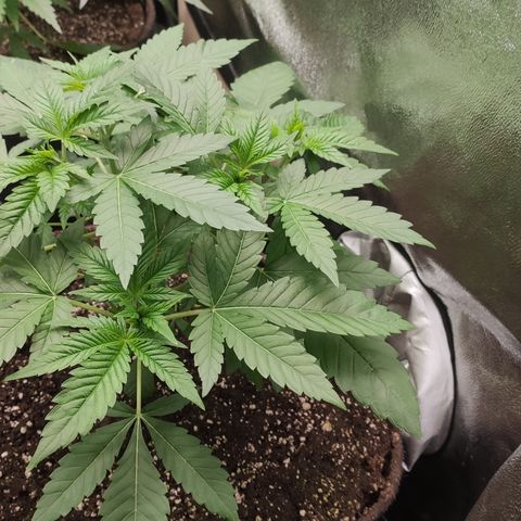 Mandarin Punch SS Prolo growlog timeline photo