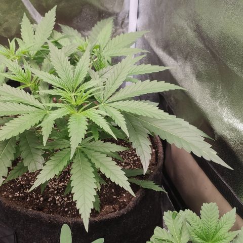 Sugar black rose Prolo growlog timeline photo