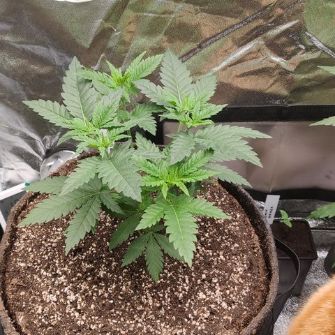 Critical Kush RQS Prolo growlog timeline photo