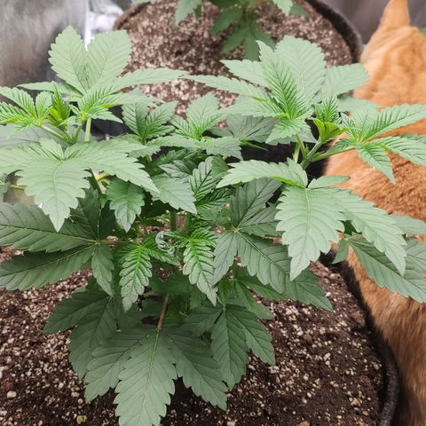 Northern Lights Barney's Prolo growlog timeline photo