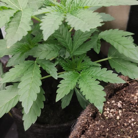 Sunset Paradise Prolo growlog timeline photo