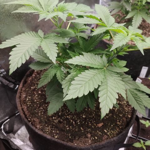 Northern Lights Barney's Prolo growlog timeline photo