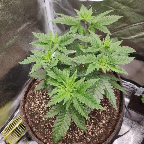 Critical Kush RQS Prolo growlog timeline photo