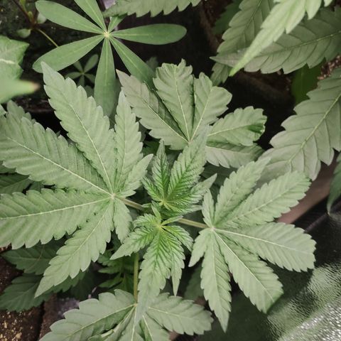 Sunset Paradise Prolo growlog timeline photo