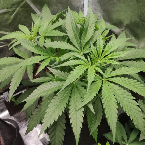 Sugar black rose Prolo growlog timeline photo