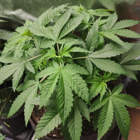 Mandarin Punch SS Prolo growlog timeline photo