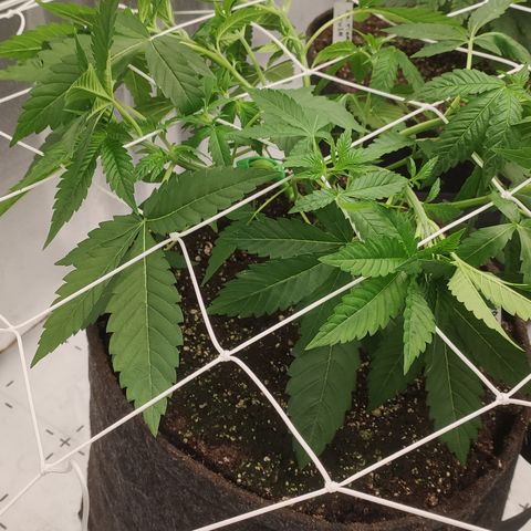 Mandarin Punch SS Prolo growlog timeline photo